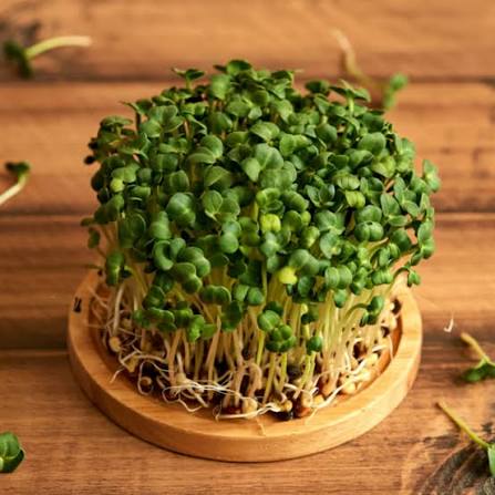 Fresh microgreens