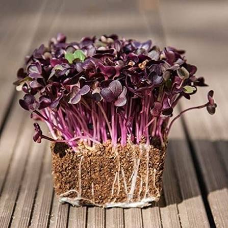 Purple Sango Radish Microgreens