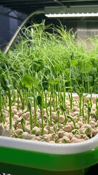 Fresh Pea Shoots